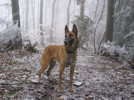 Der Malinois