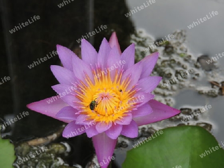 Seerose  Seychellen