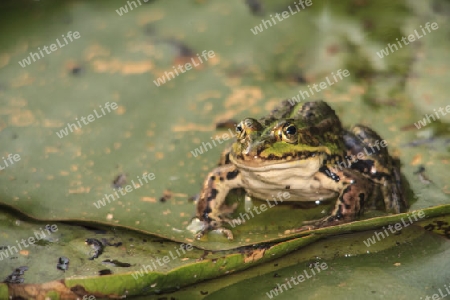 Frosch