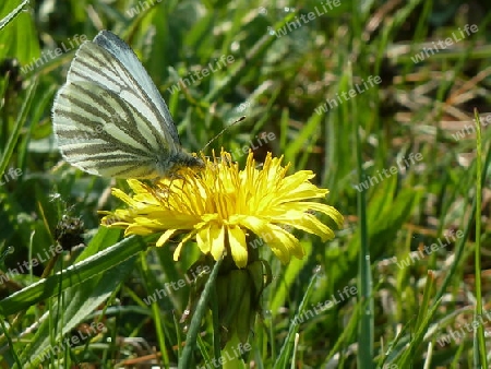 L?wenzahnbl?te mit Schmetterling