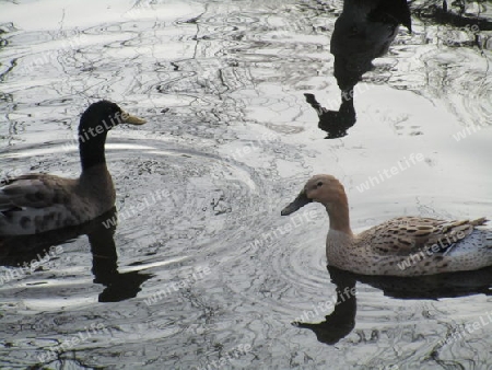 Entenschar im Wasser