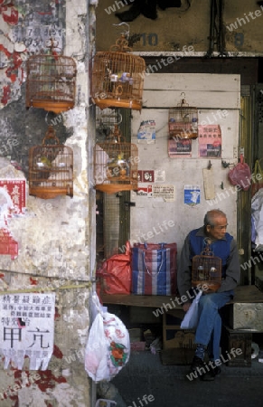 the Bird Market in the old Kowloon market in Hong Kong in the south of China in Asia.