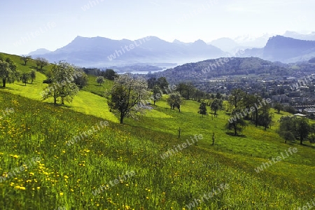 Fr?hlingswiese mit Blick in Berge