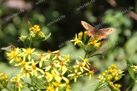 Schmetterling ohne Namen 1