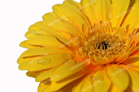 Gelbe Gerbera mit Wassertropfen