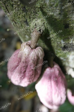 Suedamerika, Karibik, Venezuela, Nord, Chuao, National Park Hanri Pittier, Dorf, Cacao Dorf, Kakao Dorf, Regenwald, Kakao, Bohne, Frucht, Baum, Pflanze, Schockolade,