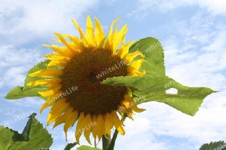 Sonnenblume