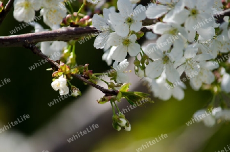 weisse Kirschbl?ten