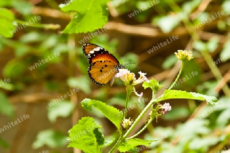 Exotischer Schmetterling