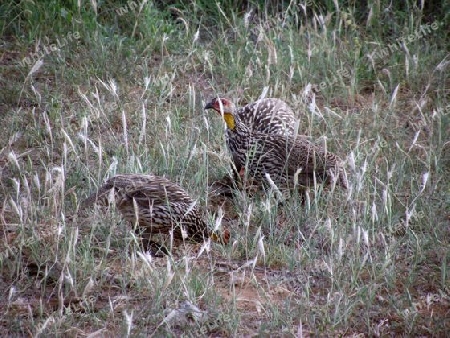 Gelbkehlflugh?hner, Huhn, V?gel, Vogel, H?hner, in, Tsavo, Ost, Kenya, Kenia, Afrika