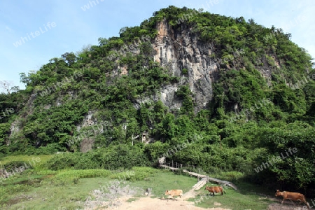 Die Buddha Hoehle oder Buddha Cave (Innen ist Fotografieren verboten) von Tham Pa Fa unweit der Stadt Tha Khaek in zentral Laos an der Grenze zu Thailand in Suedostasien.