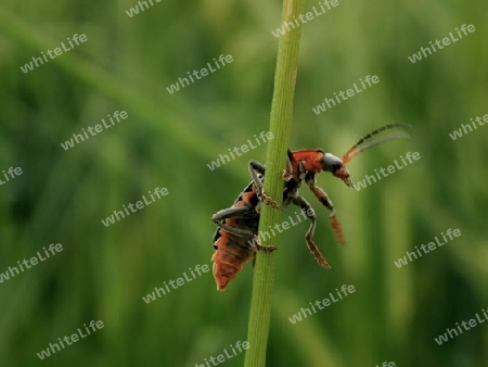 Hoppla! Festhalten! Tolpatschiger K?fer P5290388