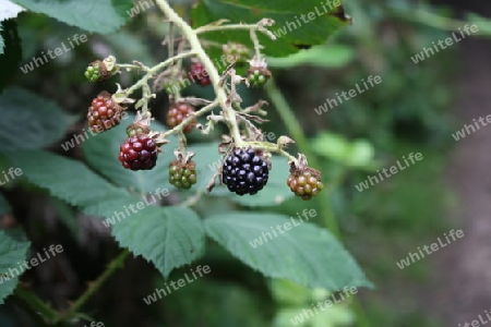 Brombeeren