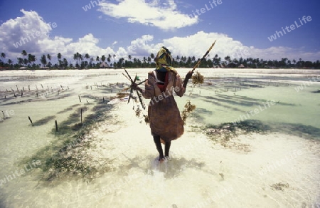 Eine Frau arbeitet auf ihrer Seegras Plantage an der Ostkuester der Insel Zanzibar oestlich von Tansania im Indischen Ozean.