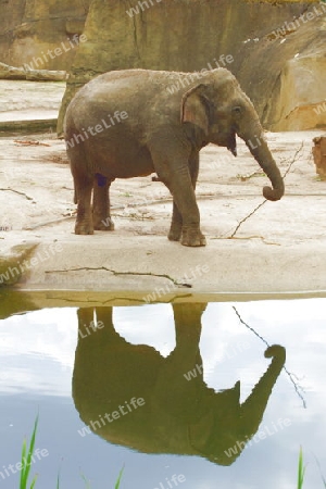 Elefant mit Spiegelbild