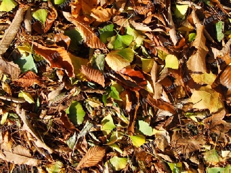 buntes Herbstlaub mit Gingko