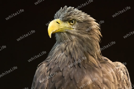 Seeadler