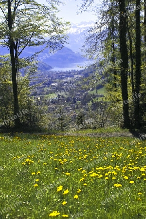 Fr?hlingswiese mit Blick in Berge