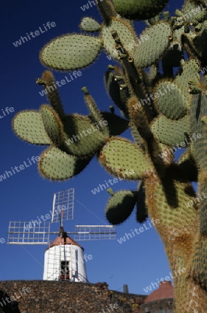 The Cactus Garden in the village of Guatiza on the Island of Lanzarote on the Canary Islands of Spain in the Atlantic Ocean. on the Island of Lanzarote on the Canary Islands of Spain in the Atlantic Ocean.
