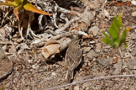 Vogel auf den Kanarischen Inseln