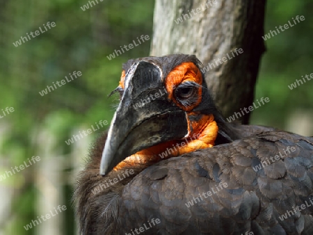 seltsamer Vogel beobachtet