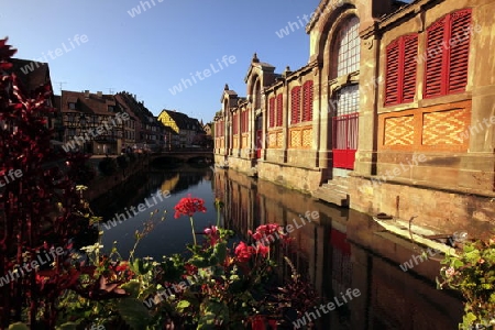 the old city of Colmar in  the province of Alsace in France in Europe