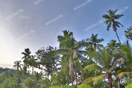 Beautiful palm trees at the beach on the tropical paradise islands Seychelles