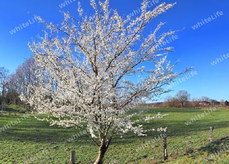 Beautiful high resolution panorama of a northern european country landscape with fields and green grass.