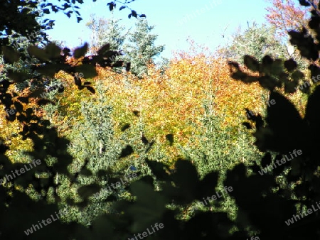 Farbenpracht im Wald