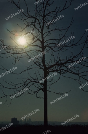 Baum im Gegenlicht Skyline Frankfurt