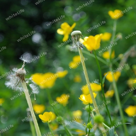 Pusteblume 2