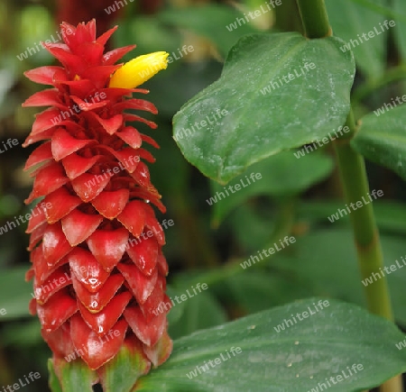 B?rtige Kostwurz - Costus barbatus