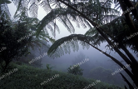 a tropical Forest up the hills of the city Copan in Honduras in Central America,