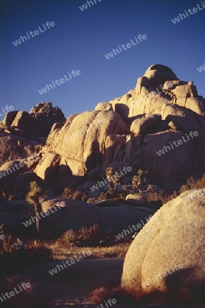 Joshua Tree Nationalpark