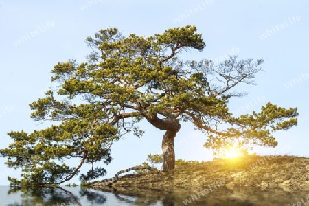 Alter Baum im Park