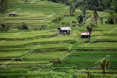 Asien, Suedost, Indonesien, Bali, Insel, Zentral Bali, Tegalalang, Reisterrassen, Wirtschaft, Landwirtschaft, Landschaft,   (Urs Flueeler) 