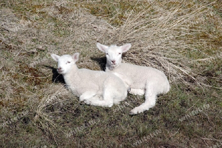 Zwei L?mmer im Gras