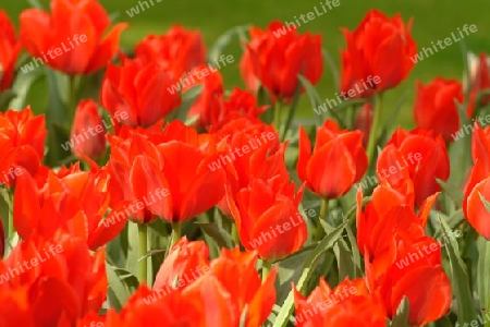 rote Tulpen