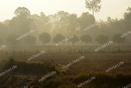 Die Landwirtschaft mit Reisfeldern im Winter bei Amnat Charoen im Isan im osten von Thailand,