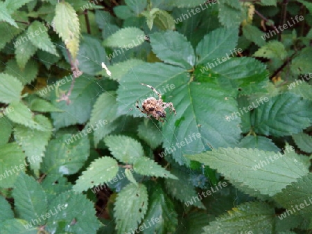 Spinne mit Zwischenmahlzeit IV