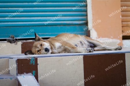  Hund in ?gypten beim Mittagsschlaf