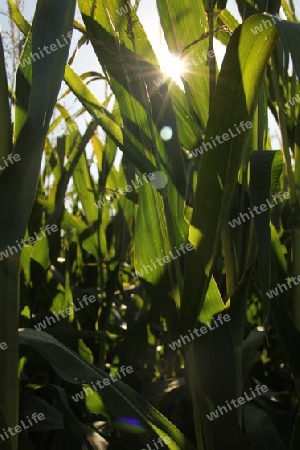 Ein sonniger Tag im Maisfeld