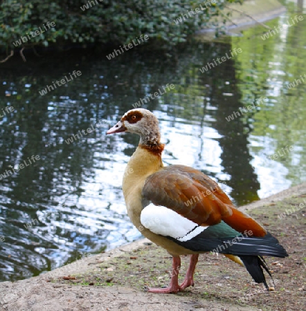 Nilgans