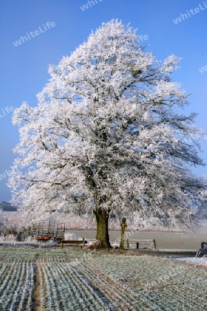 Linde im Winter