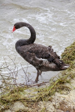 Schwarzer Schwan - Neuseeland