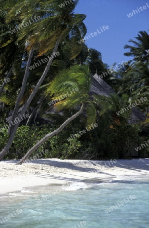 
Der Traumstrand mit Palmen und weissem Sand an der Insel Velavaru im Southmale Atoll auf den Inseln der Malediven im Indischen Ozean.   