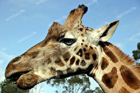 Giraffe