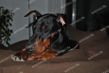 Dobermann