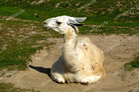 Llama