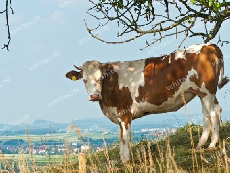 Kuh vor Panoramablick